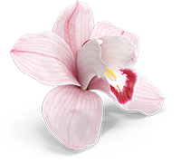 Orchidea
